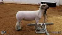 Lamb#1