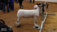 Lamb#2