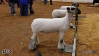 Lamb#3