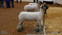 Lamb#4