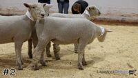 Ewe#2