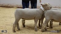Ewe#3