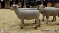 Ewe#4