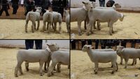 All Animals