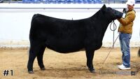 Heifer#1