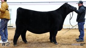 Cattlemen #8