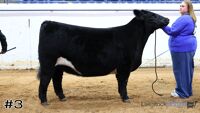 Heifer#3