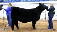 Heifer#4