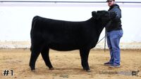 Heifer#1