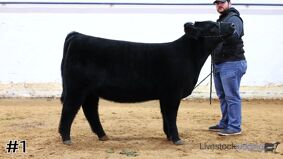 Cattlemen #9