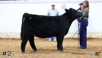 Heifer#2