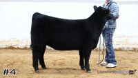 Heifer#4