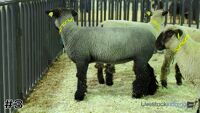 Ewe #3