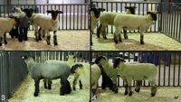 All Animals