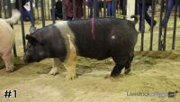 Hog #1