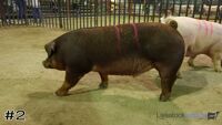 Hog #2