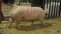Hog #3
