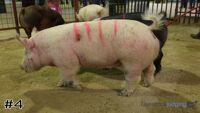 Hog #4
