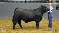 Steer#1