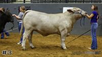 Steer#3