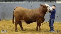Steer#4