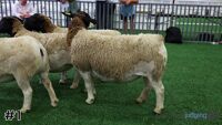 Ewe #1