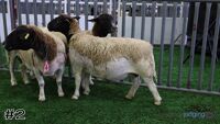 Ewe #2