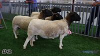 Ewe #3
