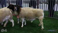 Ewe #4