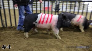 Class #12 Market Swine thumbnail