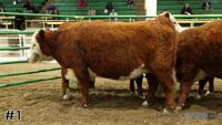 Heifer#1