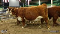 Heifer#2