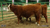 Heifer#4