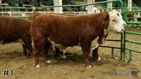 Bull#1