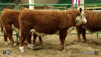 Bull#2