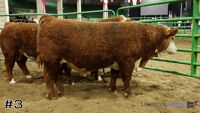 Bull#3