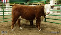 Bull#4