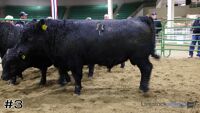 Steer#3