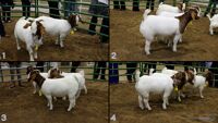 All Animals