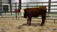 Heifer #1