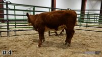 Heifer #4