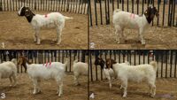 All Animals
