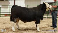 Steer #1