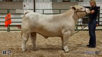 Steer #2