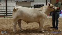 Steer #4