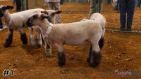 Ewe #1