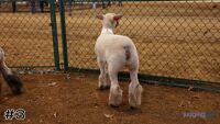 Ewe #3