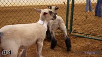 Ewe #4