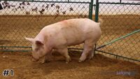 Hog #1