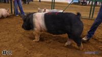 Hog #2